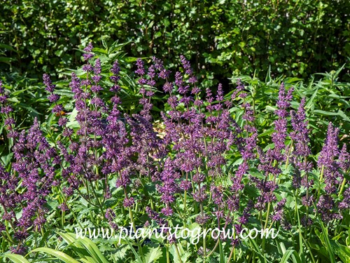 'Purple rain' Salvia (Salvia verticillata) A medium height and wide spreading purple flowering perennial. An improved selection of the species plant.